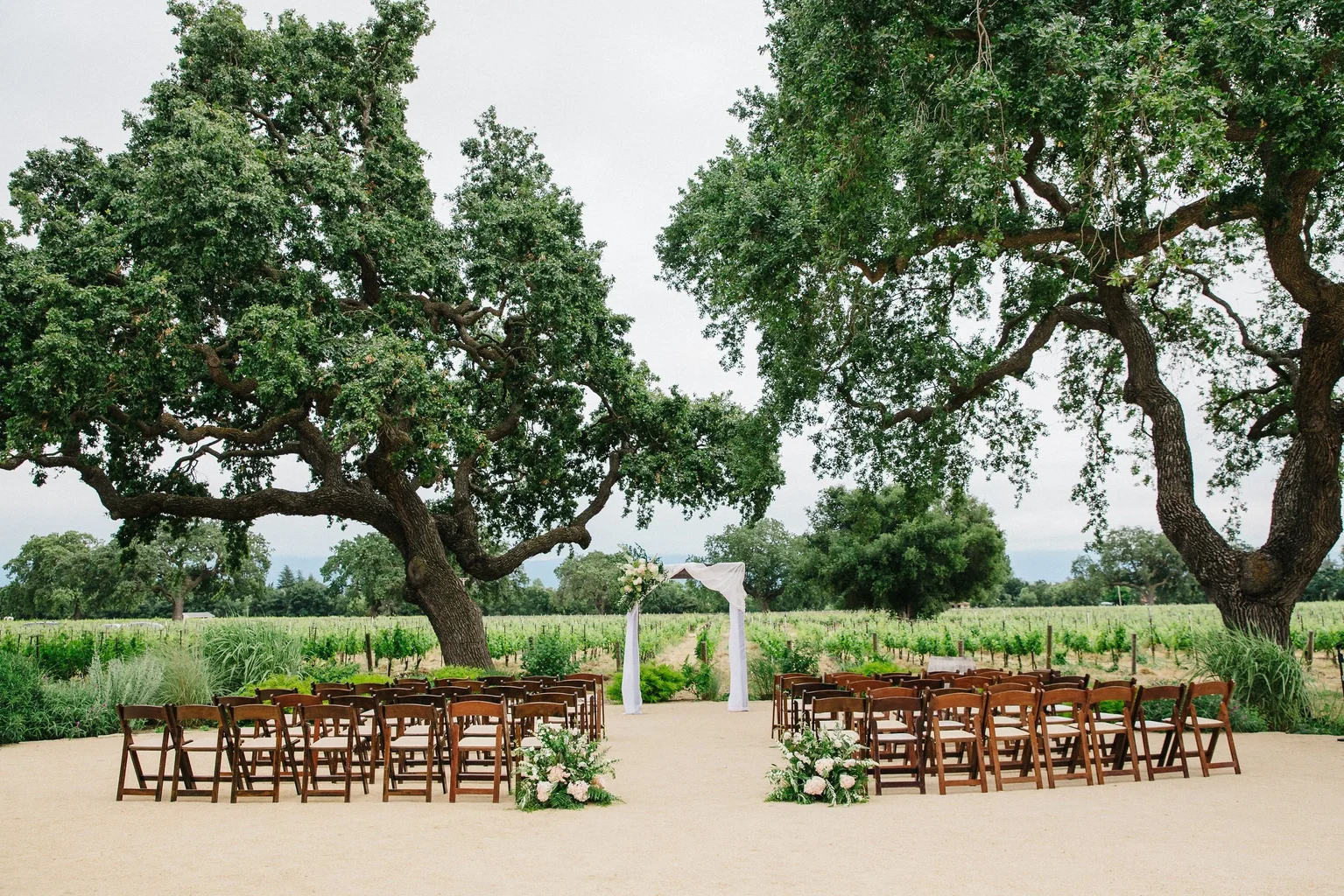 Vineyard rows at Roblar